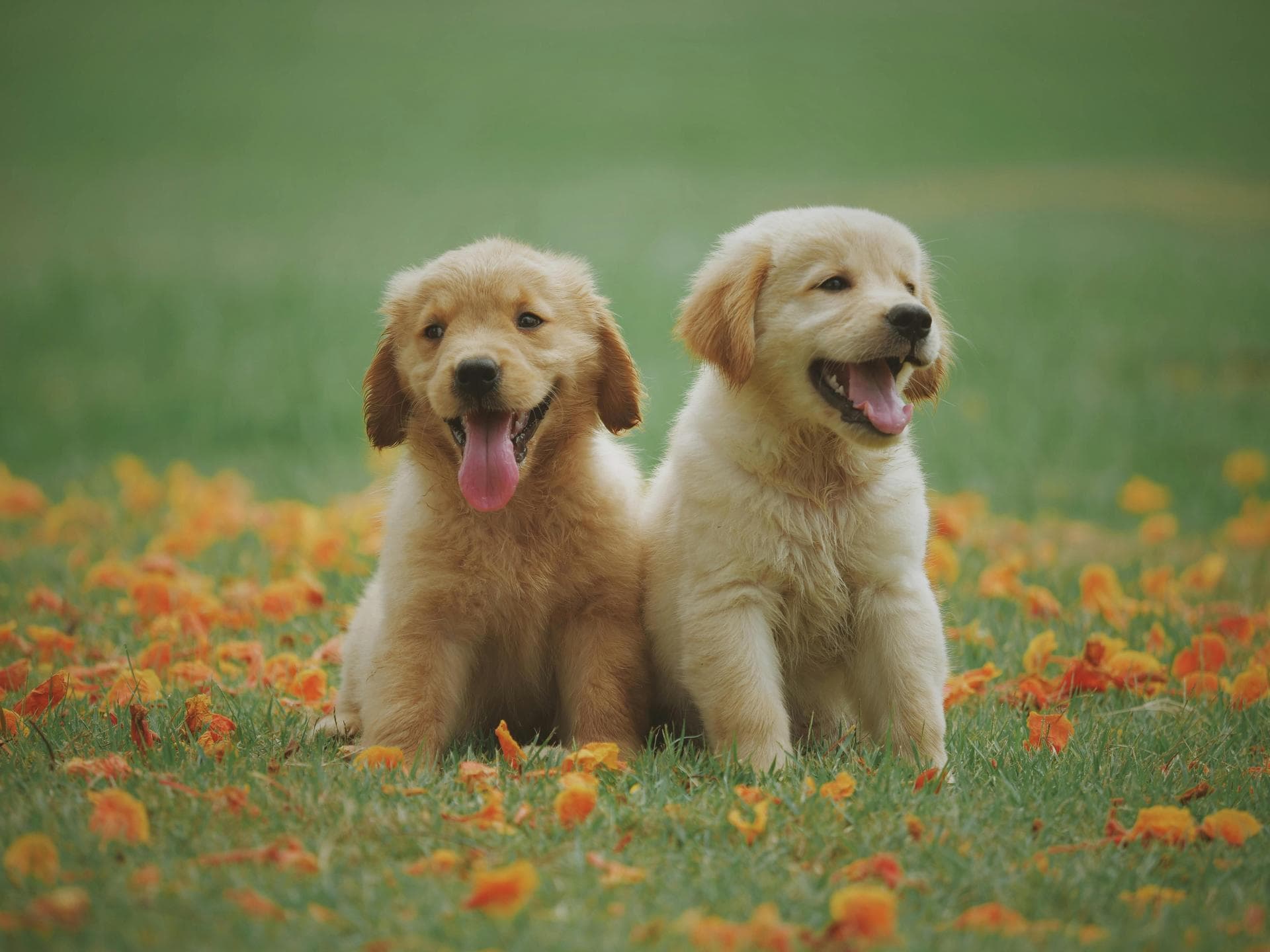 Dog & Cat Vets in Lisburn