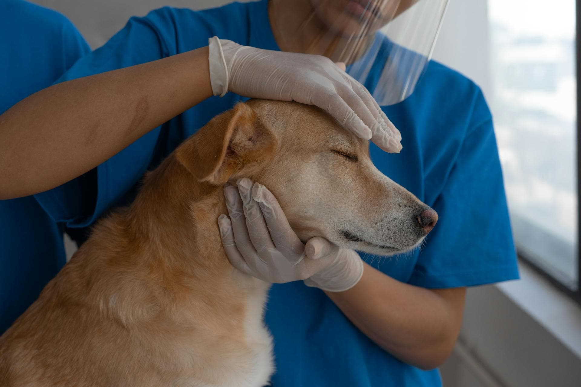 Emergency vets in Lisburn